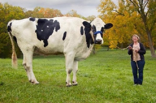 درێژترین چێڵی لە جیهان